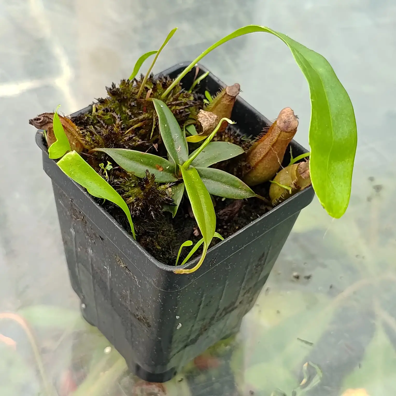 Combo Nepenthes gracilis, Utricularia y Sphagnum vivo Nepenthes-gracilis-black-incluye-utricularia-longifolia-y-musgo-sphagnum-vivo 3