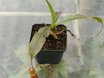 Nepenthes-mirabilis-red