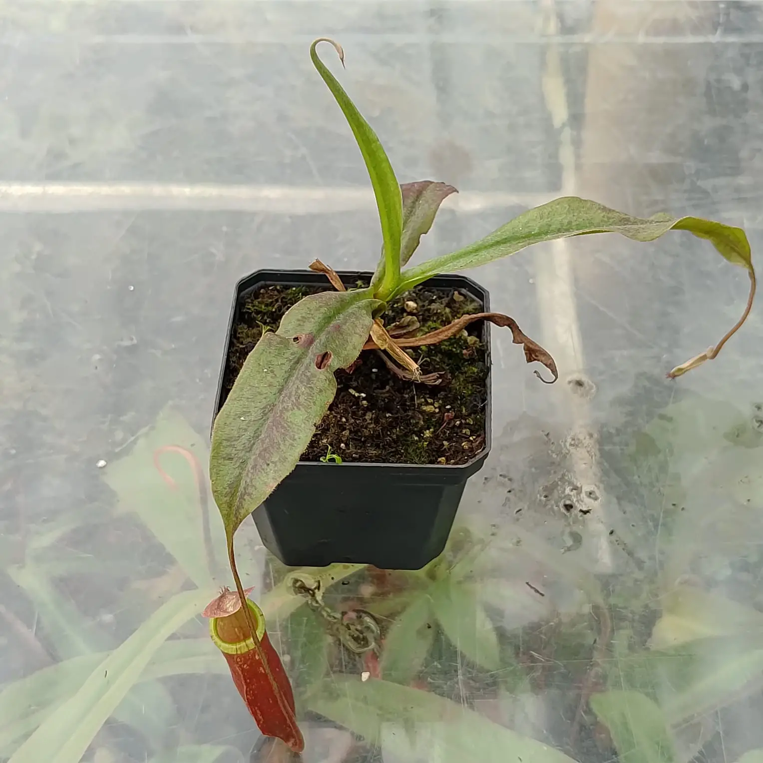 Nepenthes mirabilis red Nepenthes-mirabilis-red
