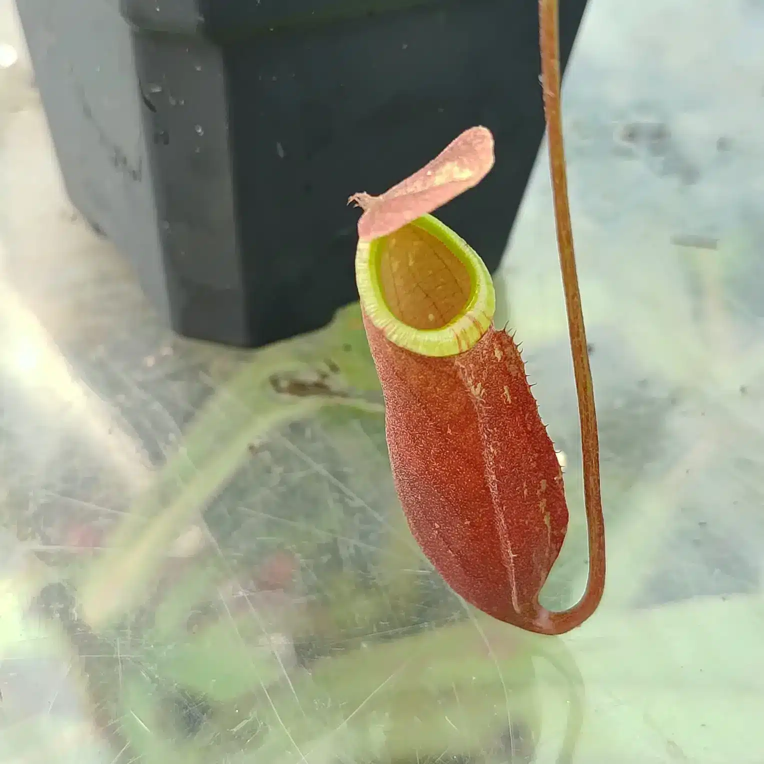 Nepenthes mirabilis red Nepenthes-mirabilis-red 3