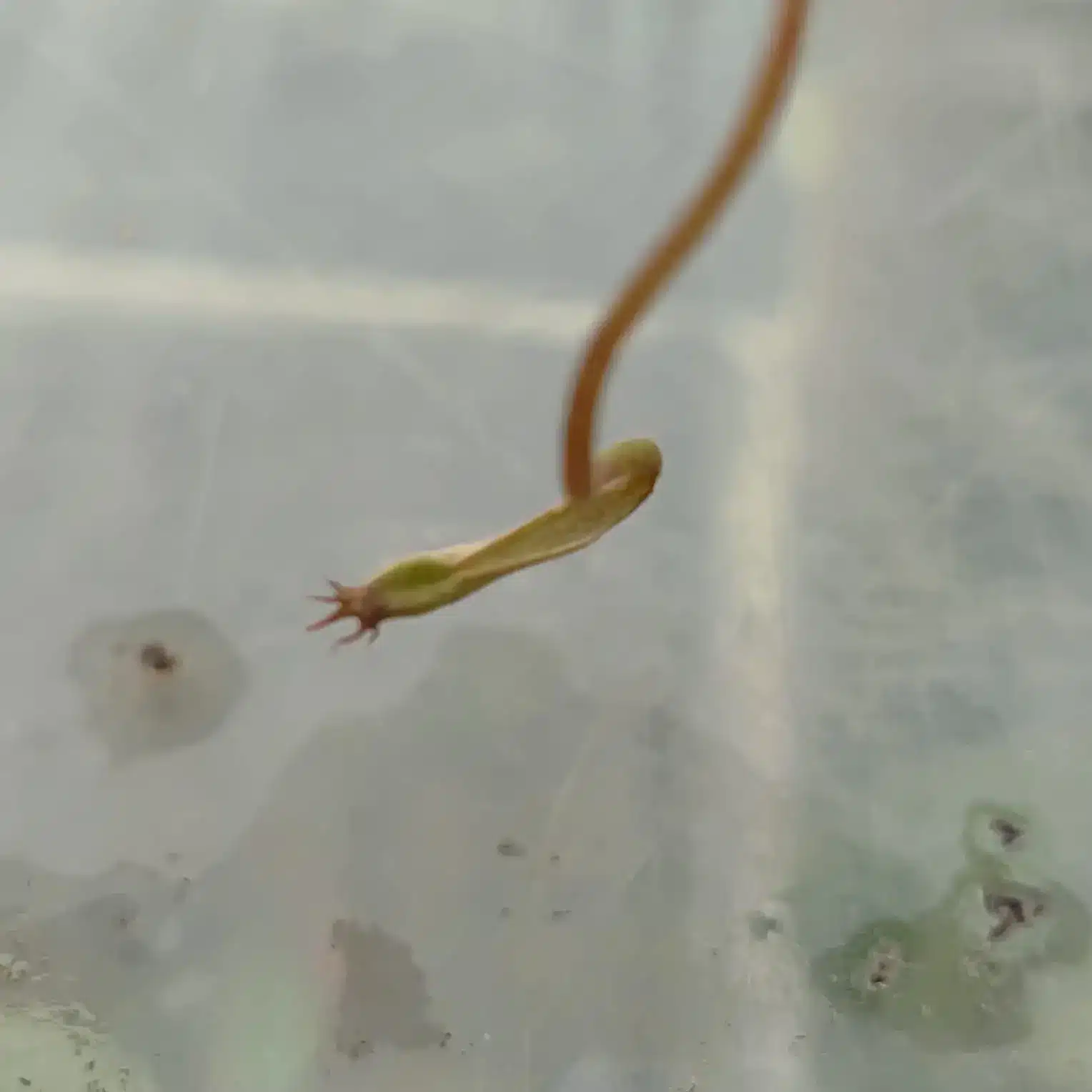 Nepenthes mirabilis red Nepenthes-mirabilis-red 4