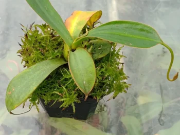 Nepenthes-spatulata-x-adnata