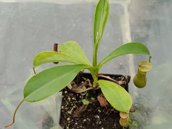 Nepenthes-ventrata