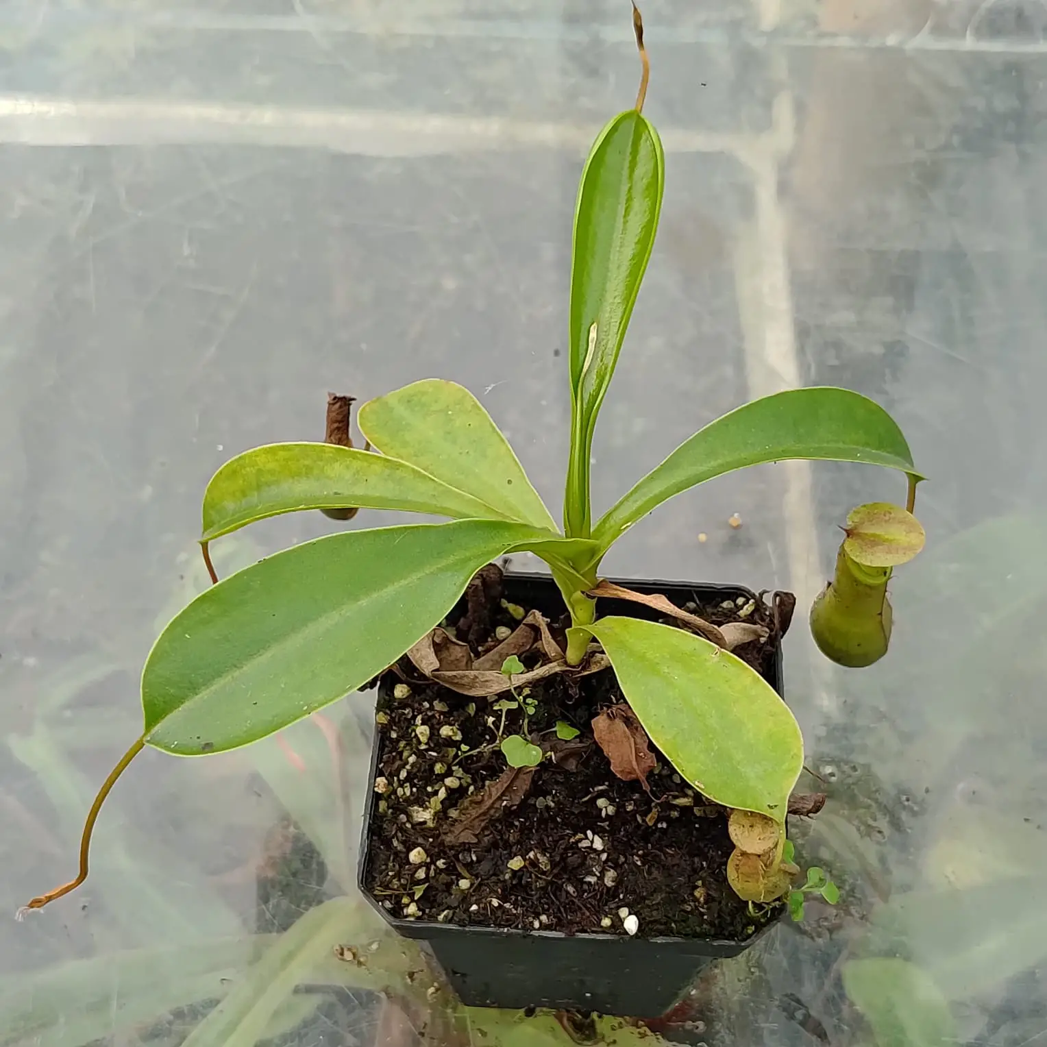Nepenthes ventrata Nepenthes-ventrata
