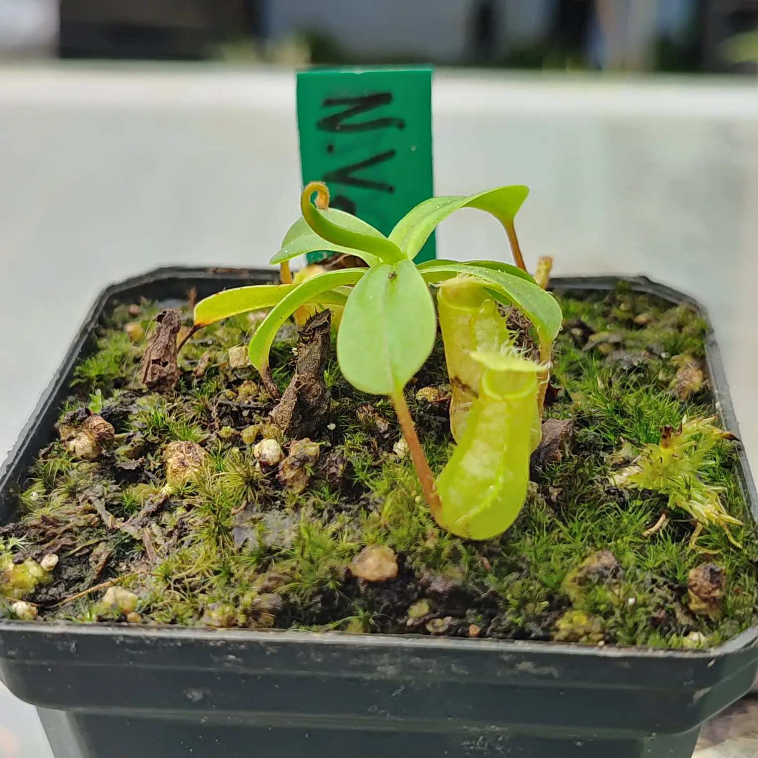 Nepenthes ventricosa Nepenthes-ventricosa