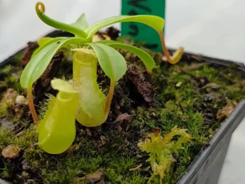 Nepenthes-ventricosa 2