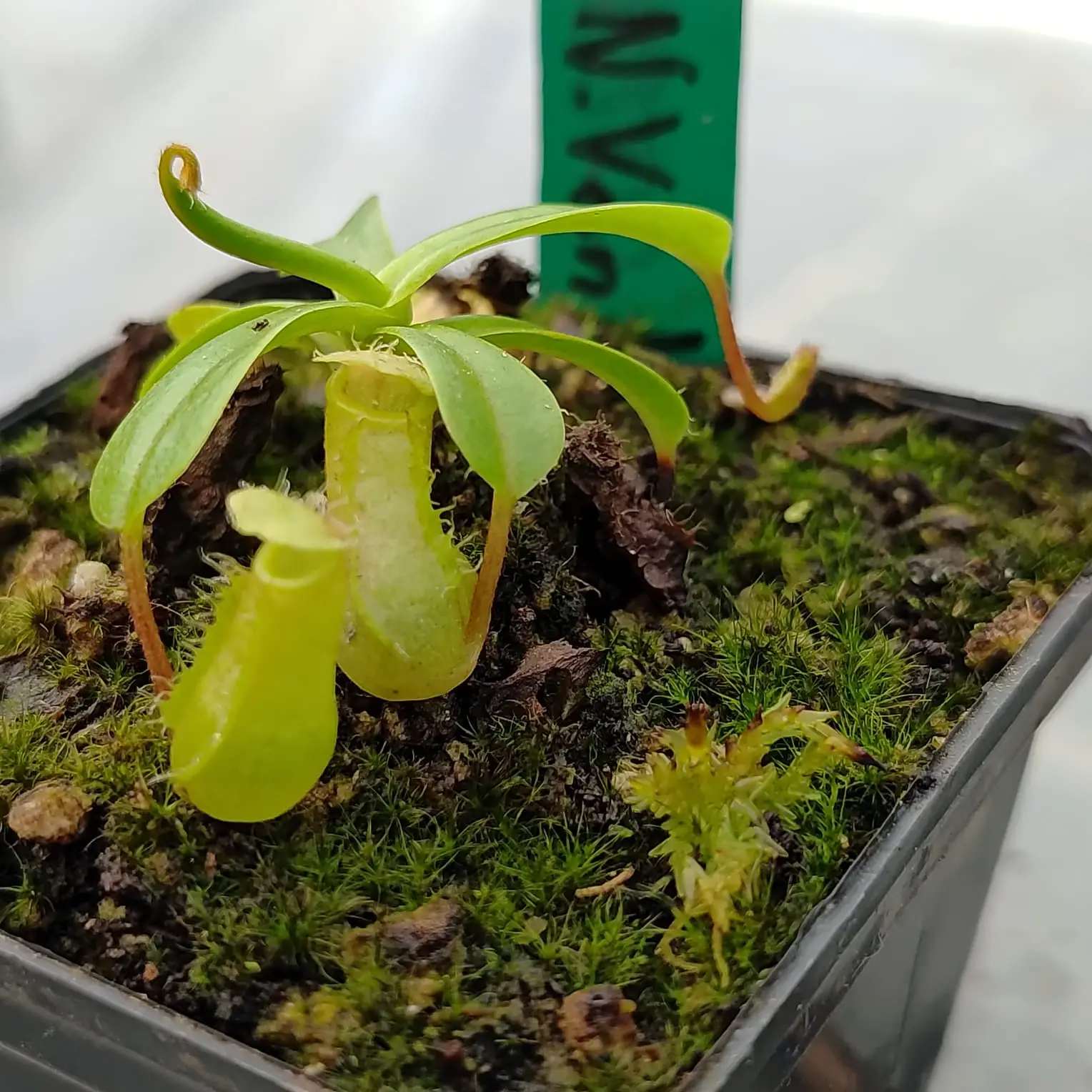Nepenthes ventricosa Nepenthes-ventricosa 2