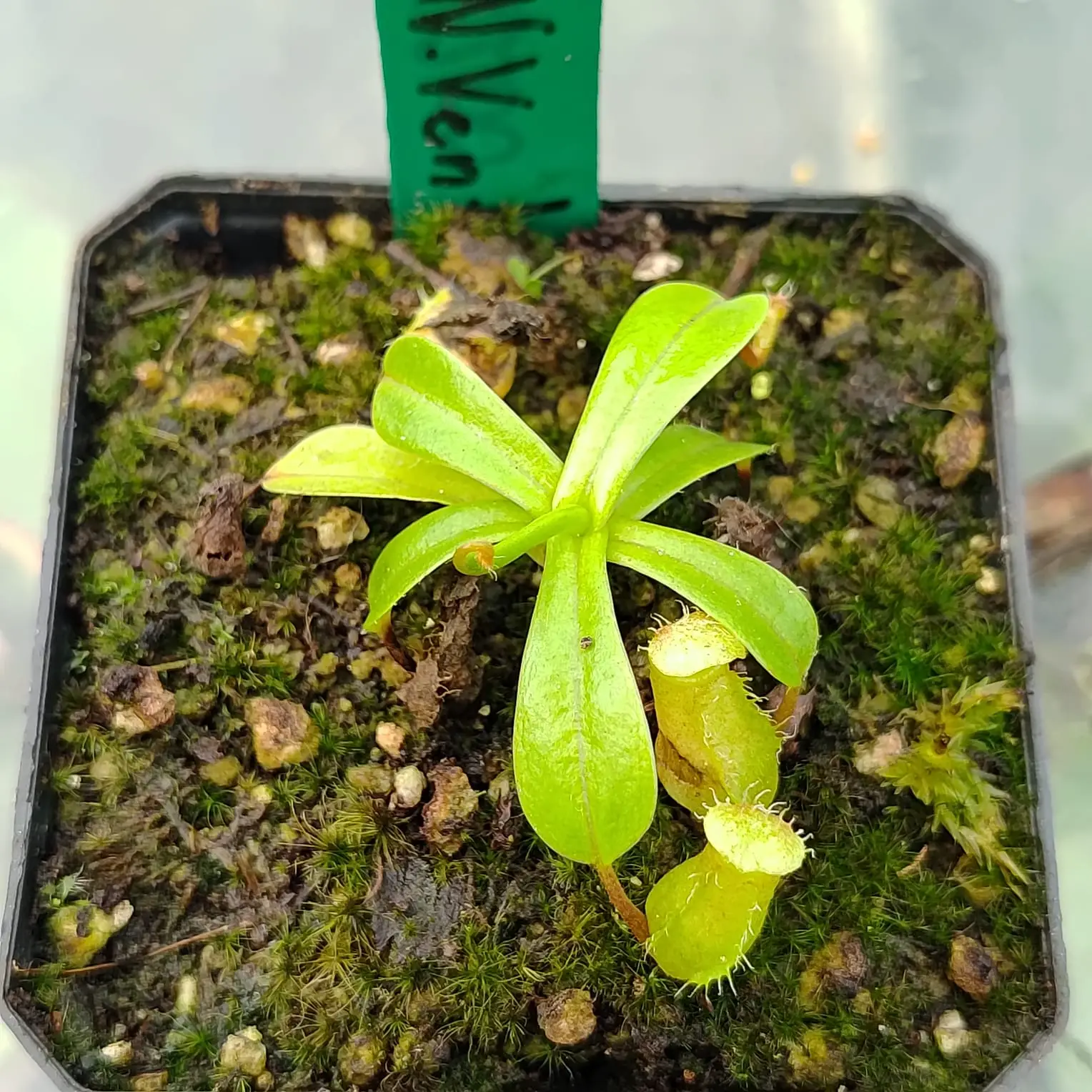 Nepenthes ventricosa Nepenthes-ventricosa 3