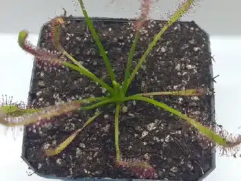 Drosera byblis 2