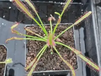 Drosera Capensis
