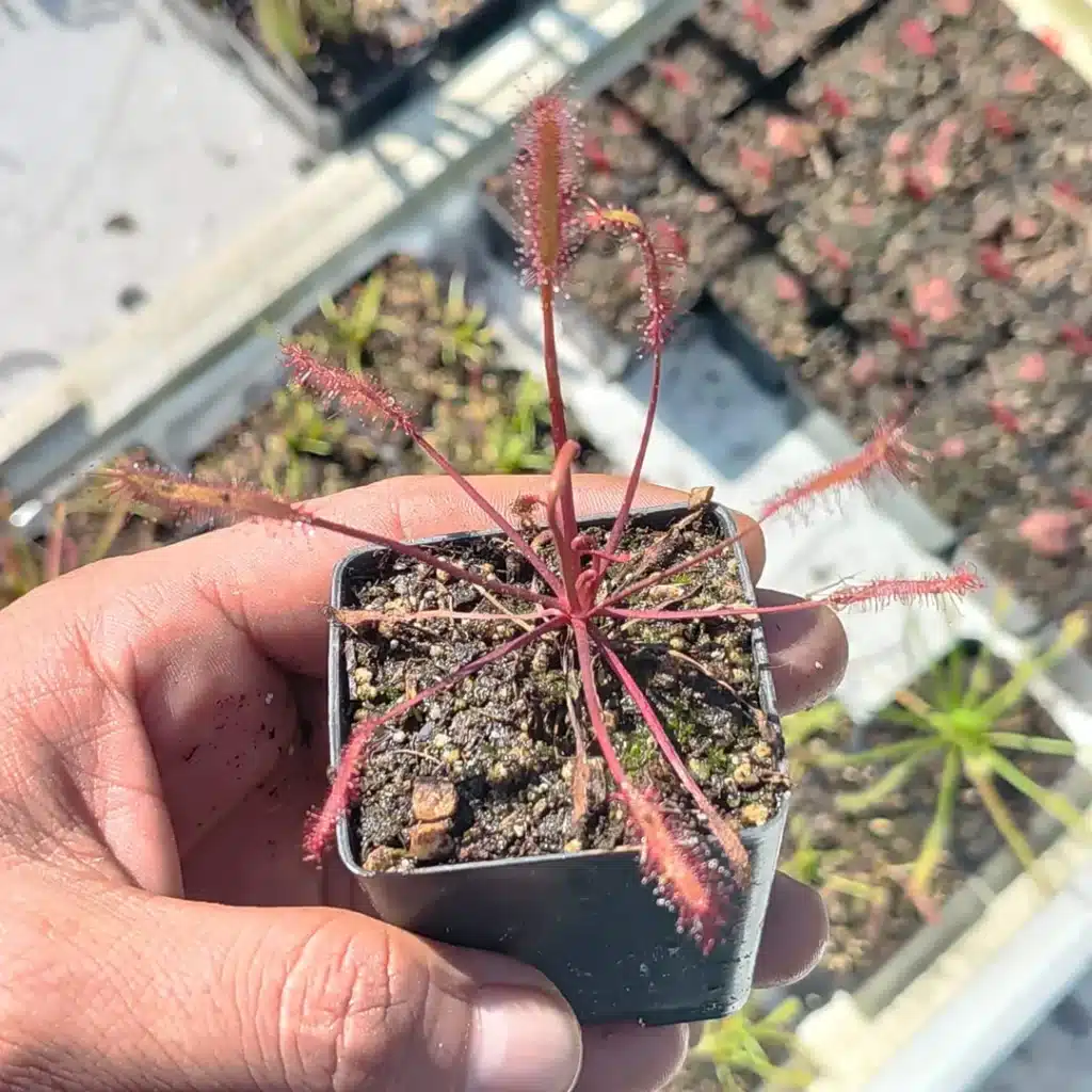 Plagas en plantas carnívoras y cómo combatirlas Capensis-all-red