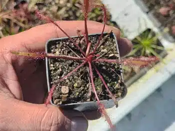 Capensis all red 2
