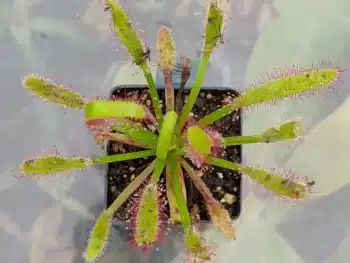 Capensis wl x aliciae 2