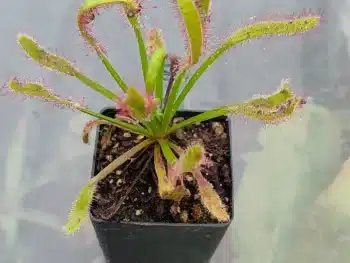 Capensis-wl-x-aliciae