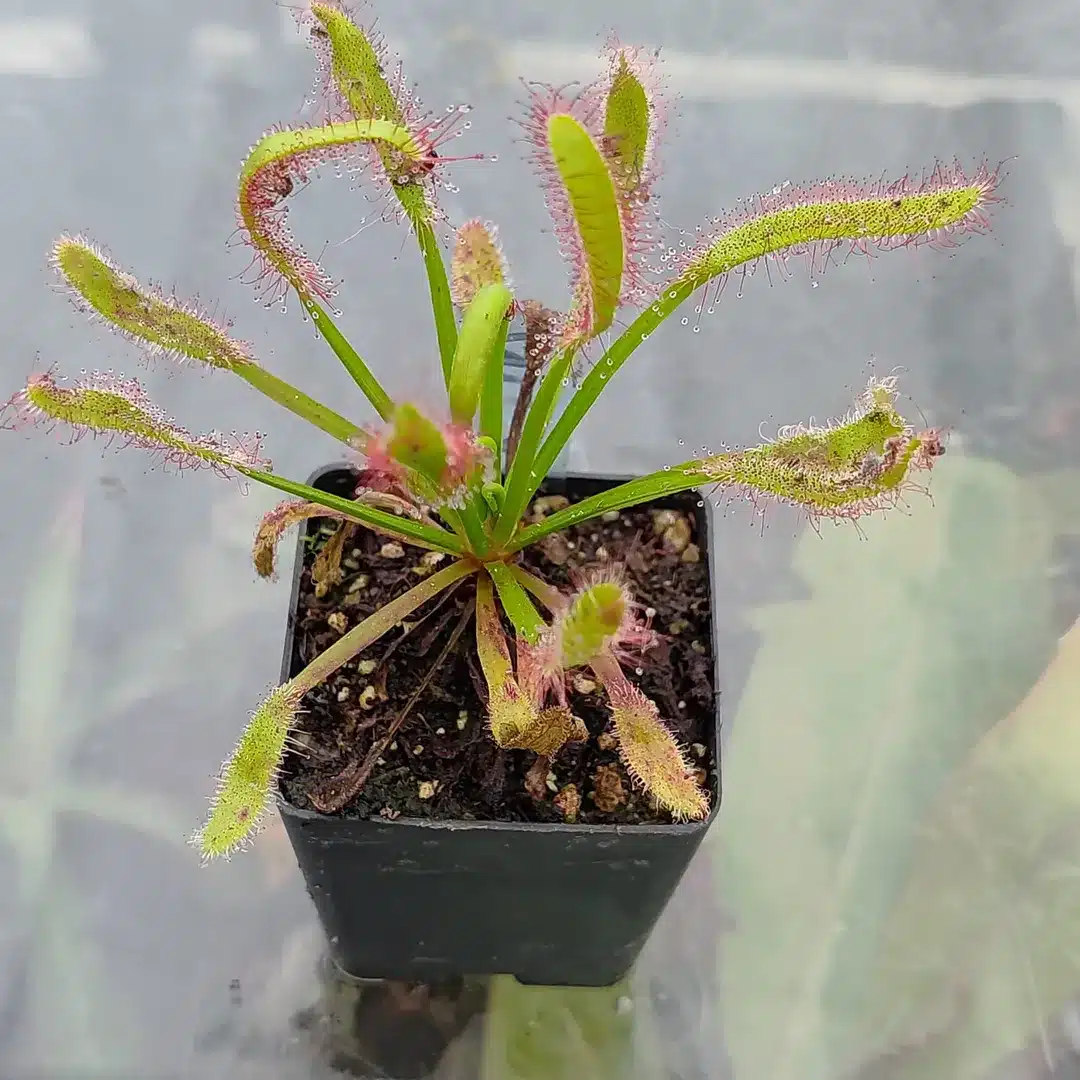 Drosera capensis WL x aliciae Capensis-wl-x-aliciae