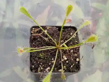Drosera nidiformis 2