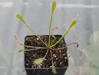 Drosera nidiformis